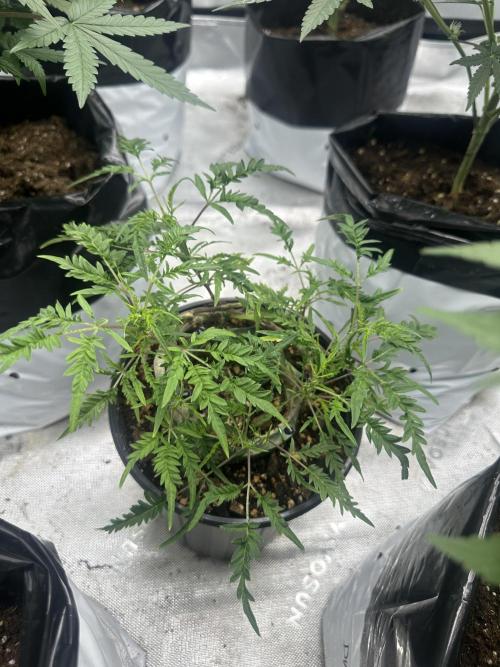 Cleopatra/Crown Bonsai. Week 20