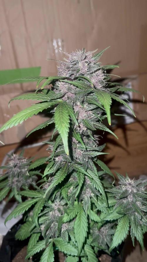 Priscilla/Purple Lemonade Auto