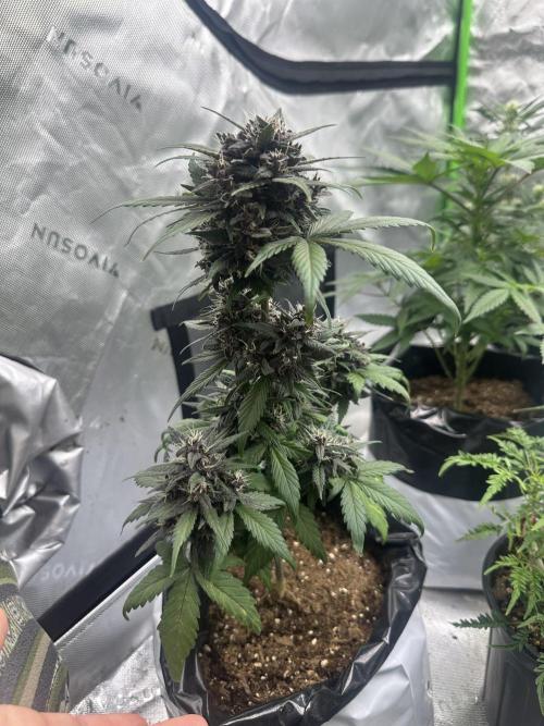 Priscilla/Purple Lemonade Auto. Week 9