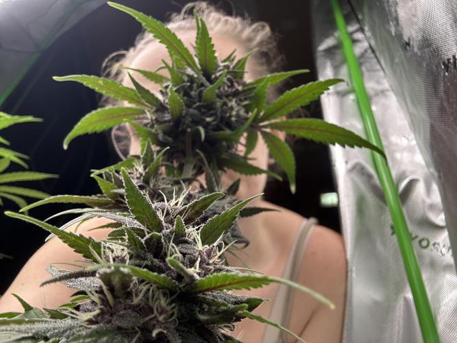 Priscilla/Purple Lemonade Auto. Week 9