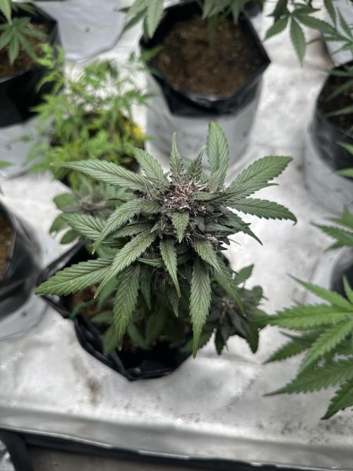 Priscilla/Purple Lemonade Auto. Week 9
