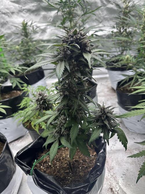 Priscilla/Purple Lemonade Auto. Week 9