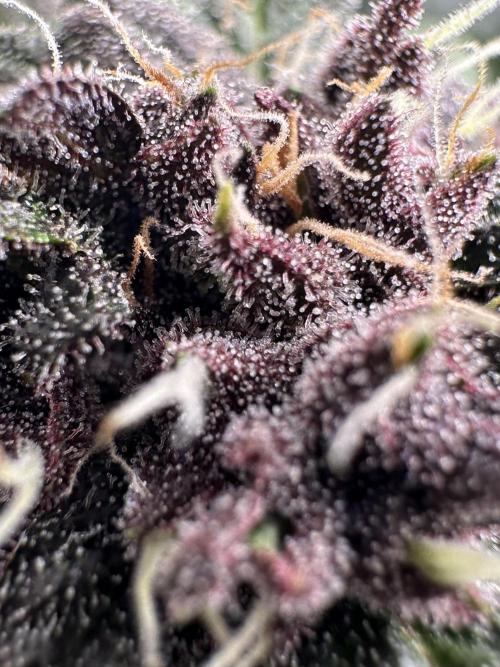 Priscilla/Purple Lemonade Auto. Week 9