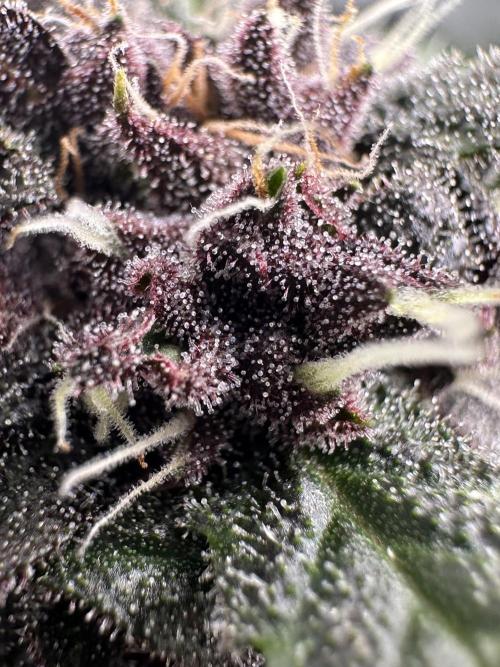 Priscilla/Purple Lemonade Auto. Week 9