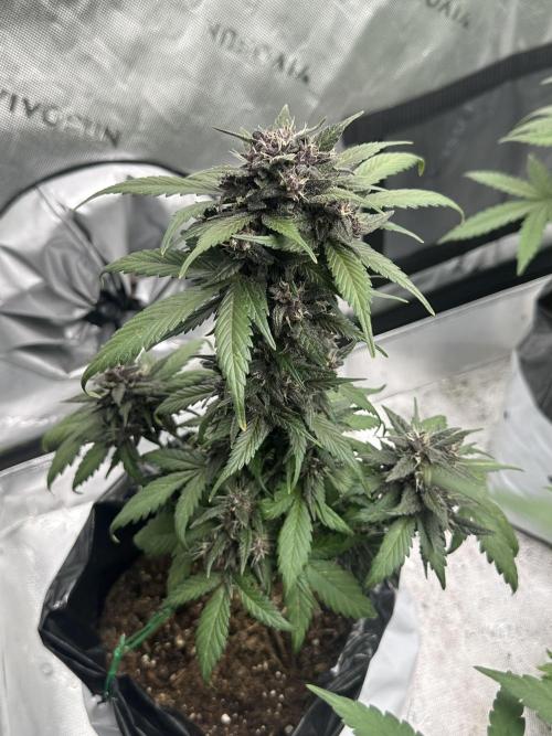Priscilla/Purple Lemonade Auto. Week 9