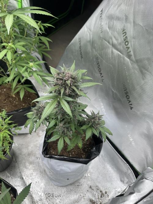 Priscilla/Purple Lemonade Auto. Week 9