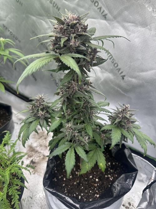 Priscilla/Purple Lemonade Auto. Week 9
