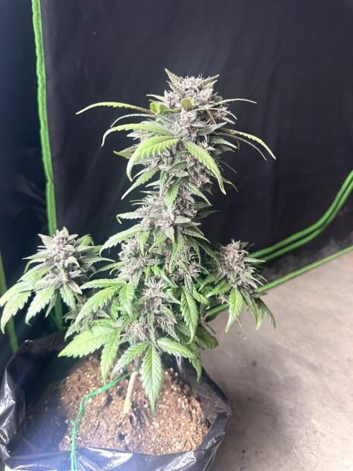 Priscilla/Purple Lemonade Auto. Week 9