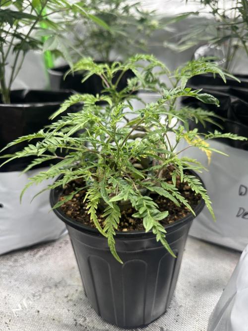 Cleopatra/Crown Bonsai. Week 21