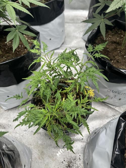 Cleopatra/Crown Bonsai. Week 21