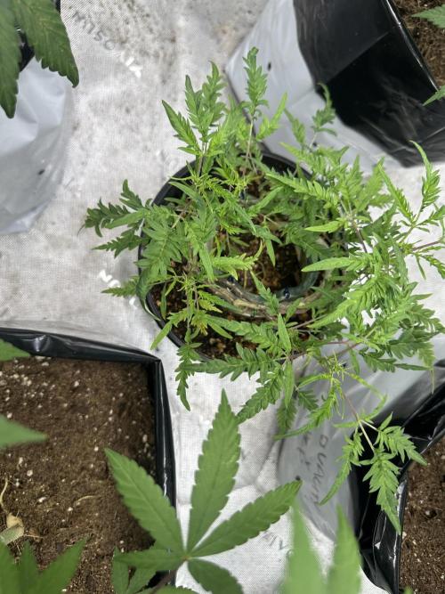 Cleopatra/Crown Bonsai. Week 21