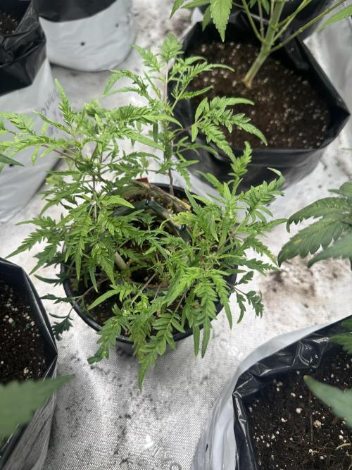 Cleopatra/Crown Bonsai. Week 21