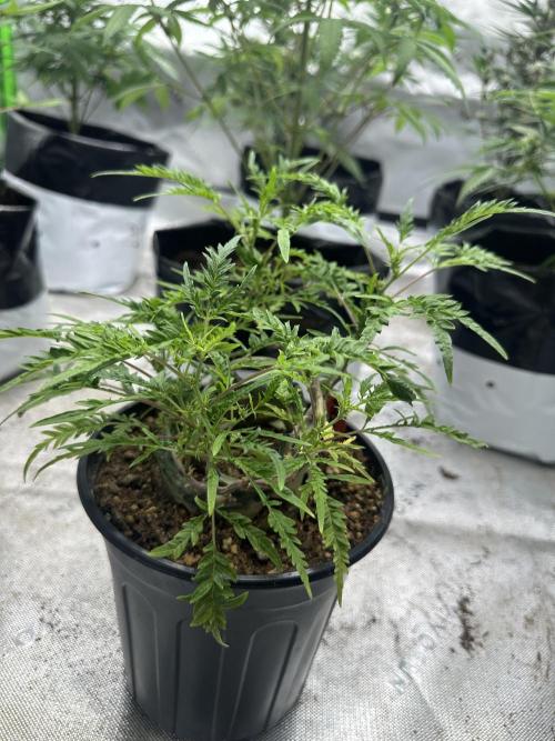 Cleopatra/Crown Bonsai. Week 21