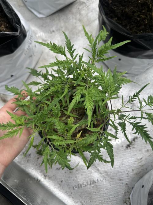 Cleopatra/Crown Bonsai. Week 21