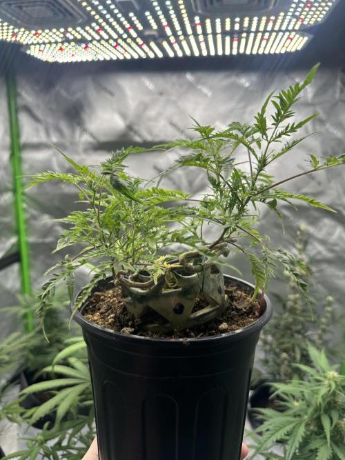 Cleopatra/Crown Bonsai. Week 21