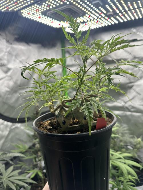 Cleopatra/Crown Bonsai. Week 21