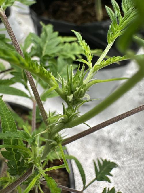 Cleopatra/Crown Bonsai. Week 21