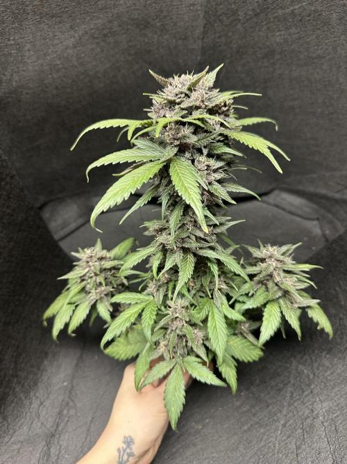 Priscilla/Purple Lemonade Auto. Week 10
