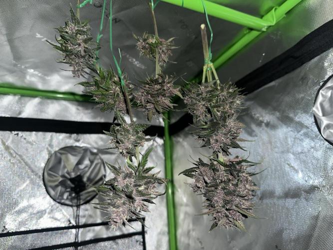 Priscilla/Purple Lemonade Auto. Week 10