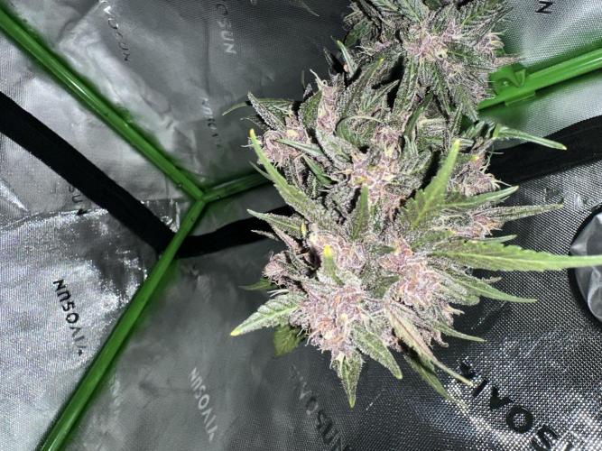 Purple Lemonade Auto. Week 10