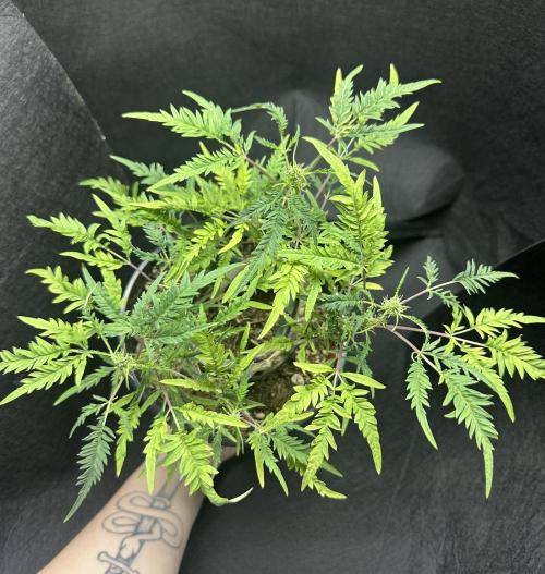 Cleopatra/Crown Bonsai. Week 22