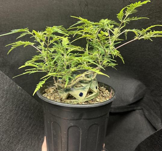 Cleopatra/Crown Bonsai. Week 22