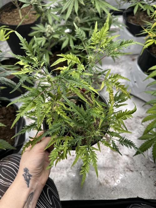 Cleopatra/Crown Bonsai. Week 22