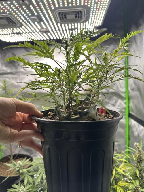 Cleopatra/Crown Bonsai. Week 22
