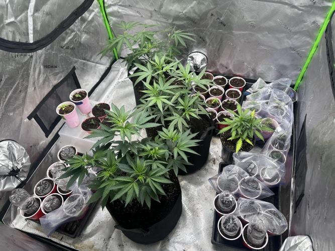 Pure Kush. Week 0