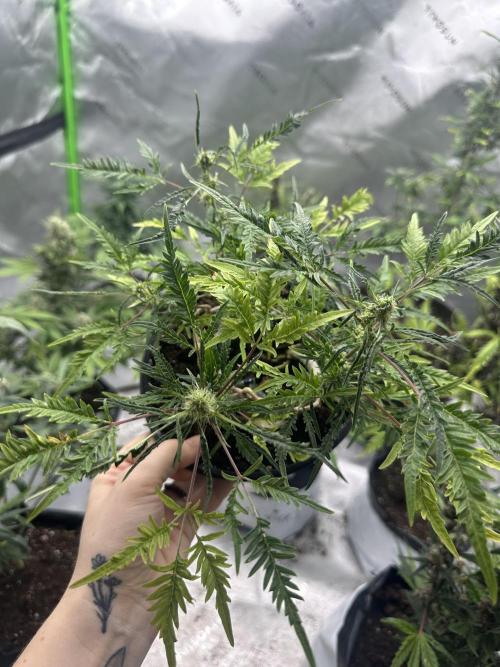 Cleopatra/Crown Bonsai. Week 23