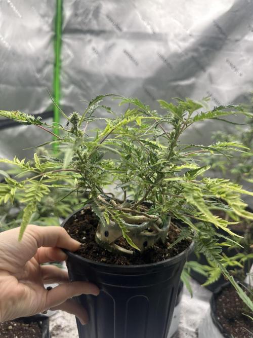 Cleopatra/Crown Bonsai. Week 23