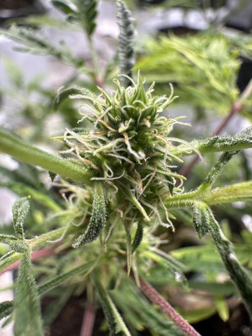 Cleopatra/Crown Bonsai. Week 23