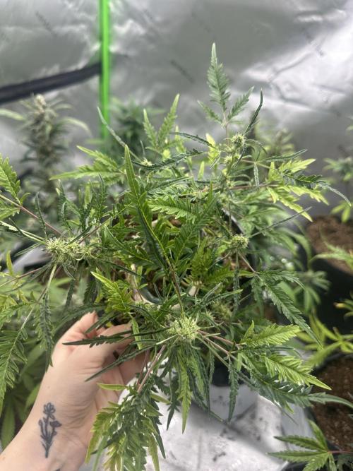 Cleopatra/Crown Bonsai. Week 23