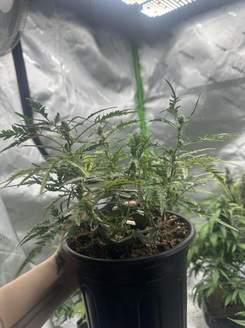 Cleopatra/Crown Bonsai. Week 23