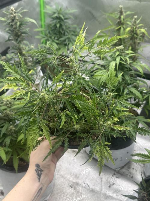 Cleopatra/Crown Bonsai. Week 23