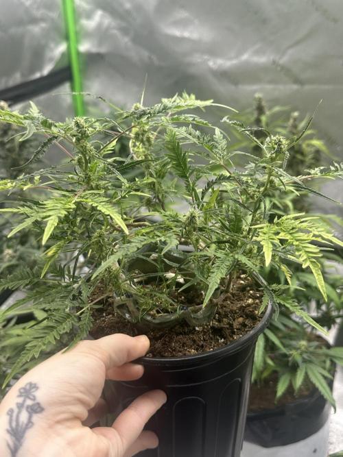 Cleopatra/Crown Bonsai. Week 23