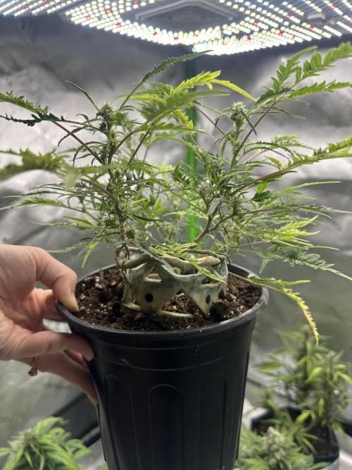 Cleopatra/Crown Bonsai. Week 23