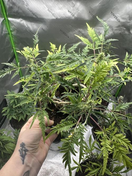 Cleopatra/Crown Bonsai. Week 23