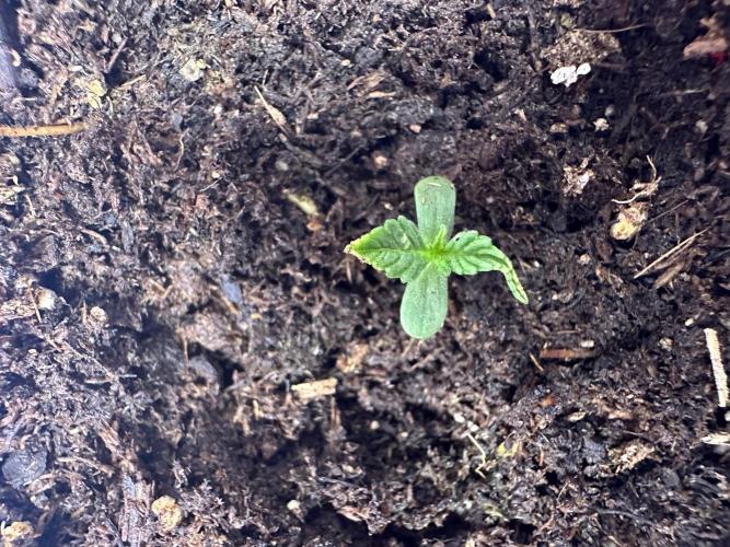 Pure Kush. Week 1