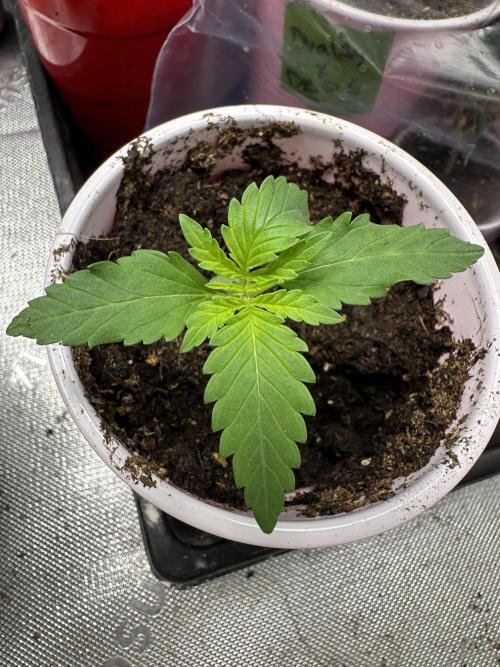 Pure Kush. Week 1