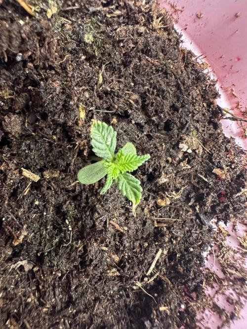 Pure Kush. Week 1