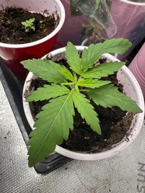 Pure Kush. Week 1