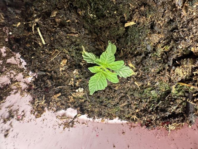 Pure Kush. Week 1