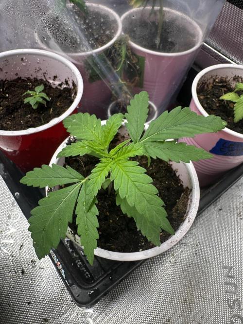 Pure Kush. Week 1