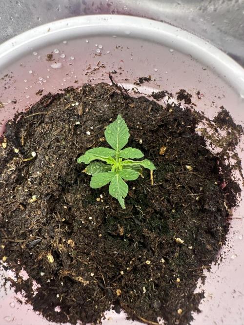Pure Kush. Week 1