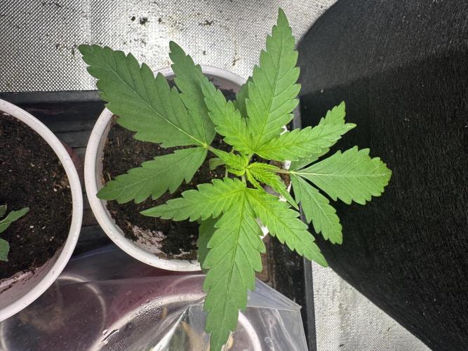 Pure Kush. Week 1