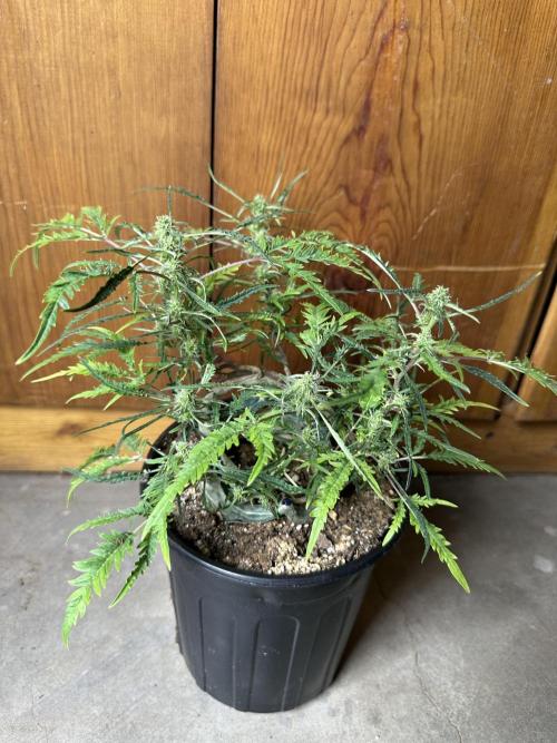 Cleopatra/Crown Bonsai. Week 24