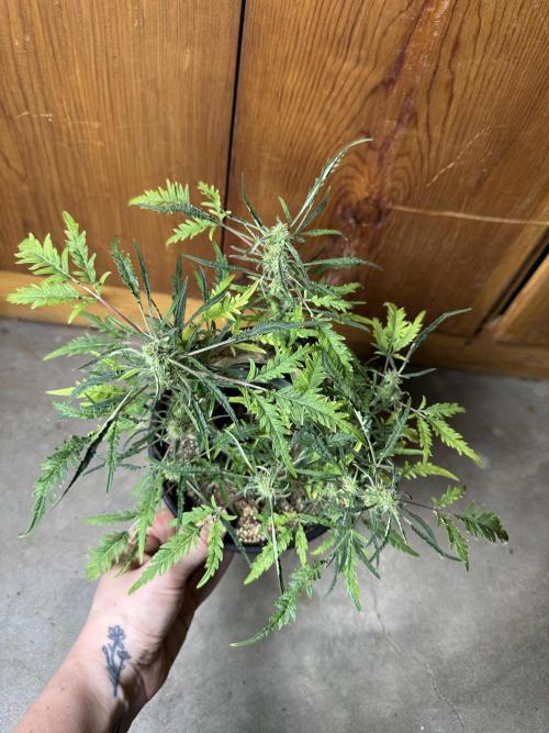 Cleopatra/Crown Bonsai. Week 24