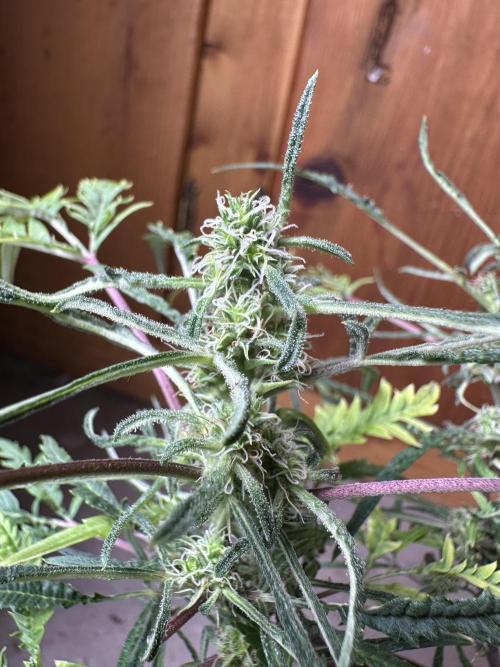 Cleopatra/Crown Bonsai. Week 24