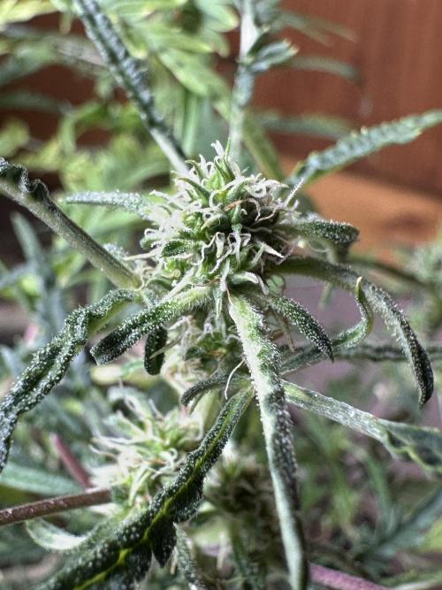 Cleopatra/Crown Bonsai. Week 24